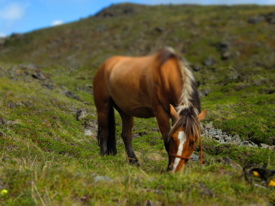 One of our pack trip horses enjoy the Alaskan foliage.