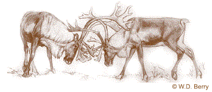 Caribou