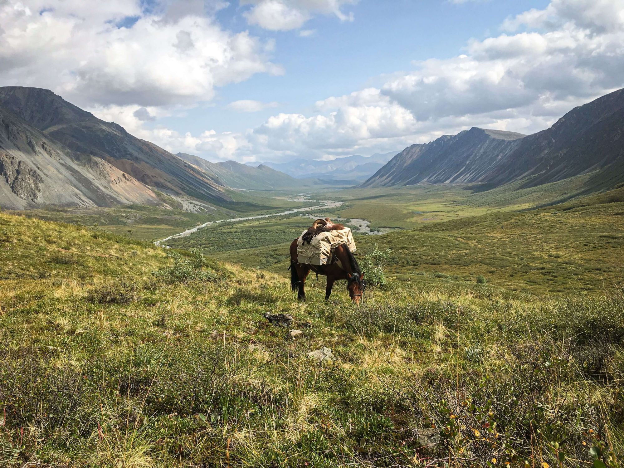 Alaska Horses