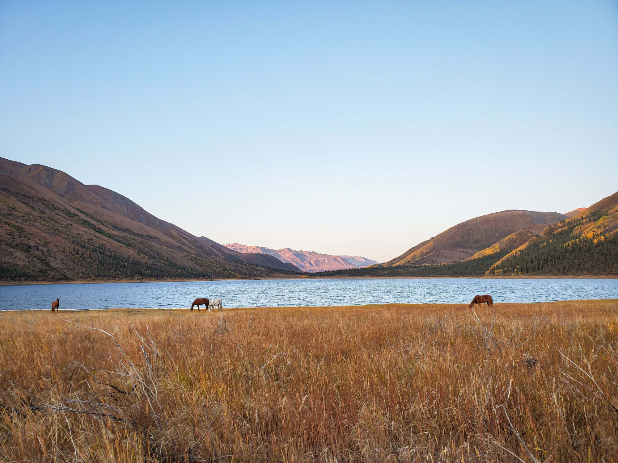 Alaska Horses