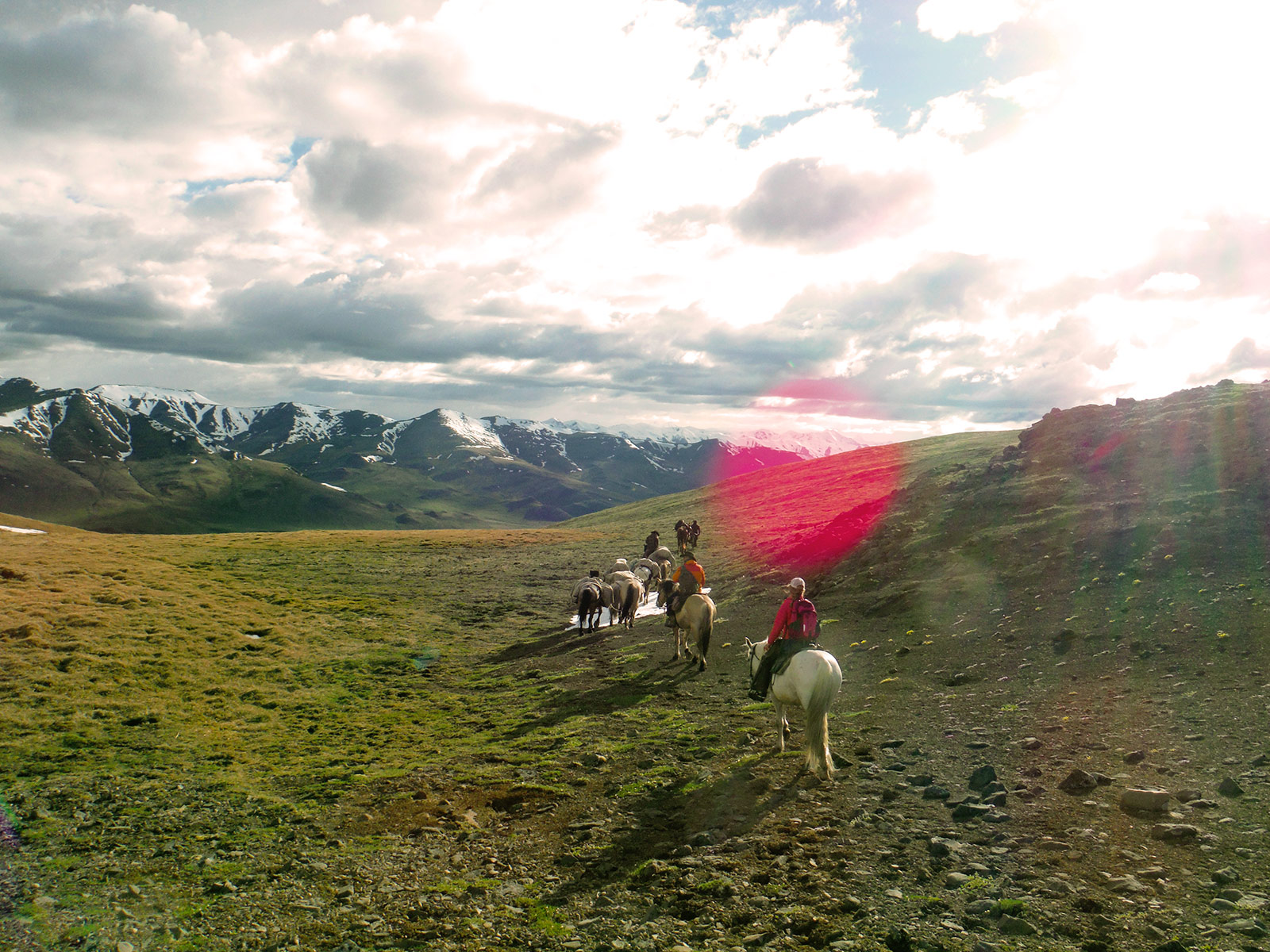 Alaska Horses