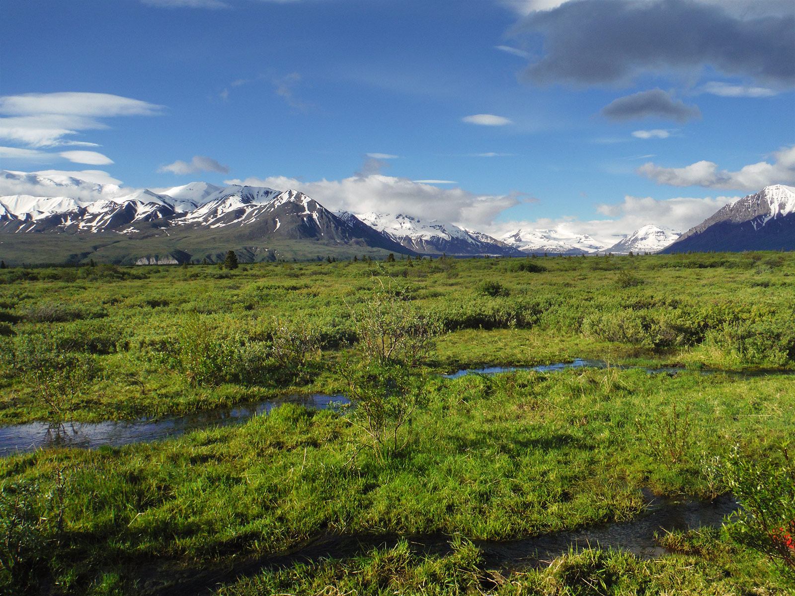 Alaska Horses