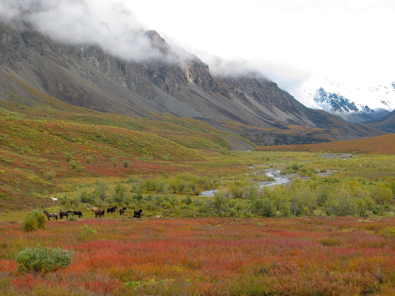 Alaska Horses