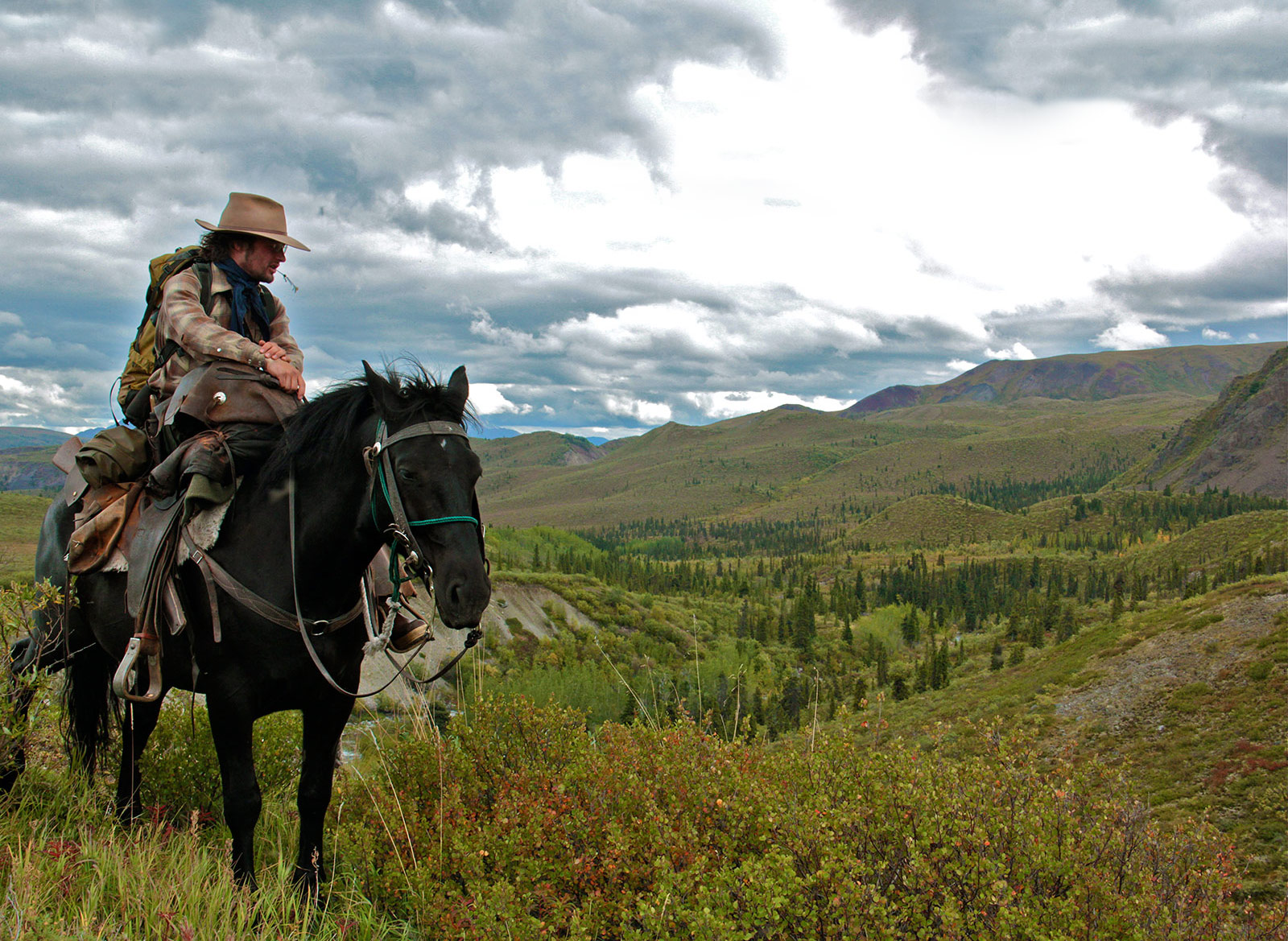 Alaska Horses